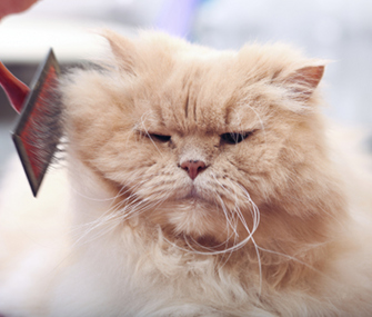 猫咪生病严重该不该安乐死